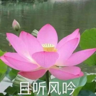 茶苑达人麻将互通钱庄版下载